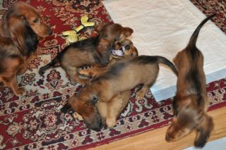 Jamnik d�ugow�osy